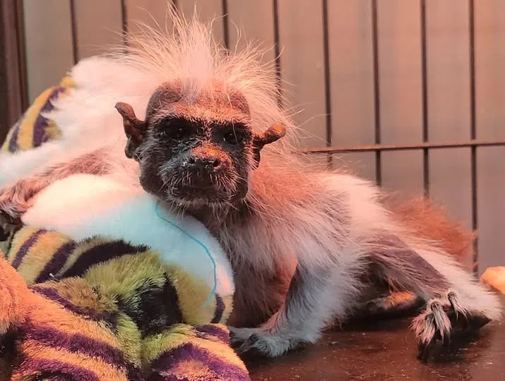 'He had a very large fan club:' David Traylor Zoo mulling additions, adjustments to tamarin exhibit after recent passing of Hot Lips