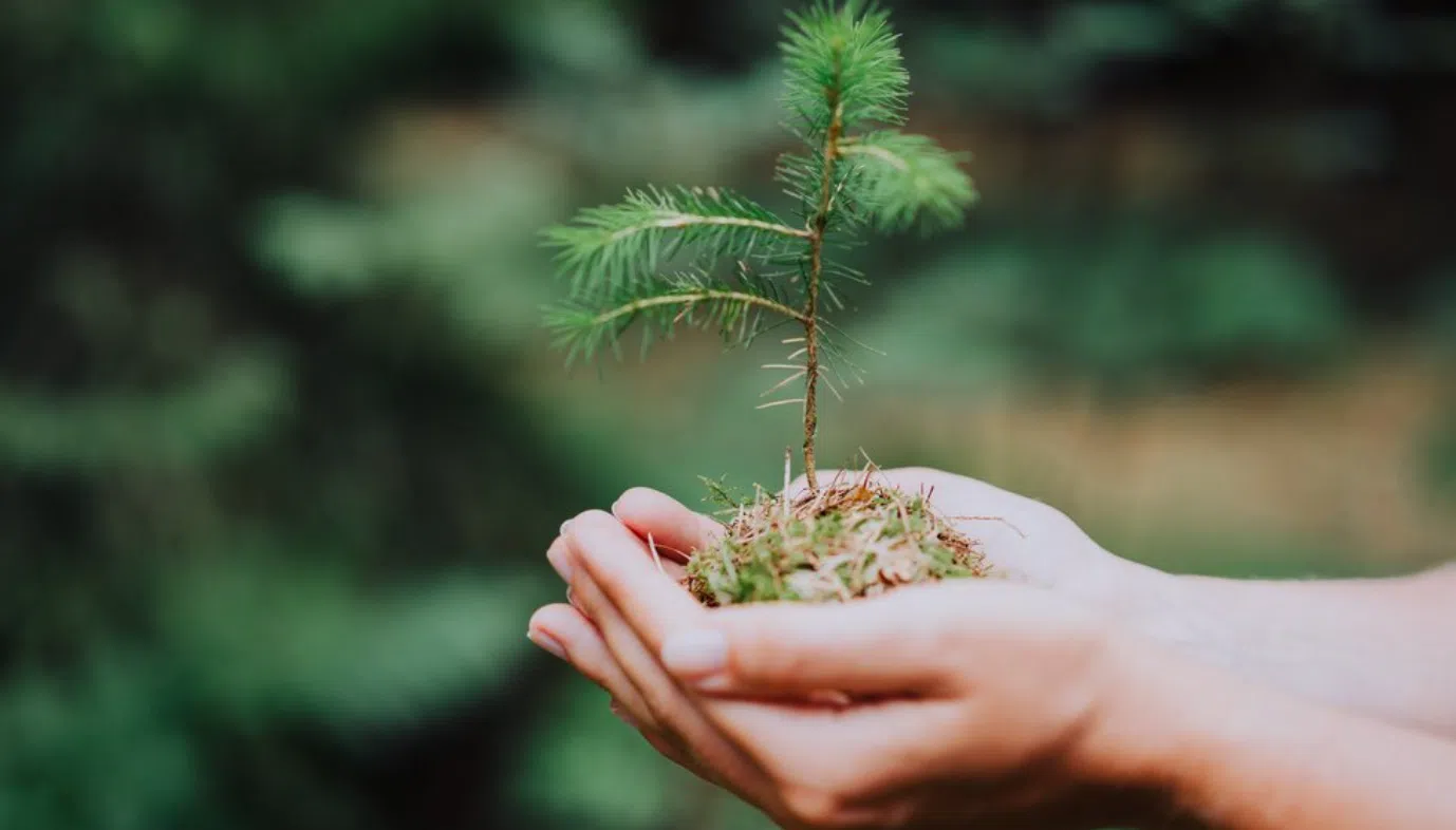 Earth Day activities Saturday at PAROC, David Traylor Zoo