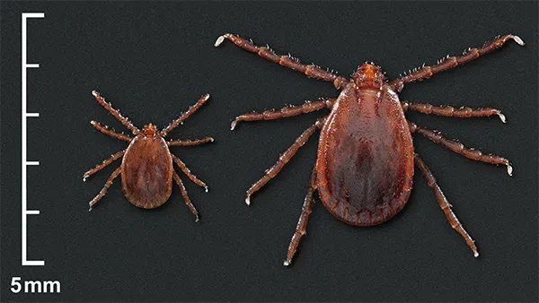 Tick-borne illness affecting cattle causing significant concerns for Kansas Veterinary Diagnostic Laboratory
