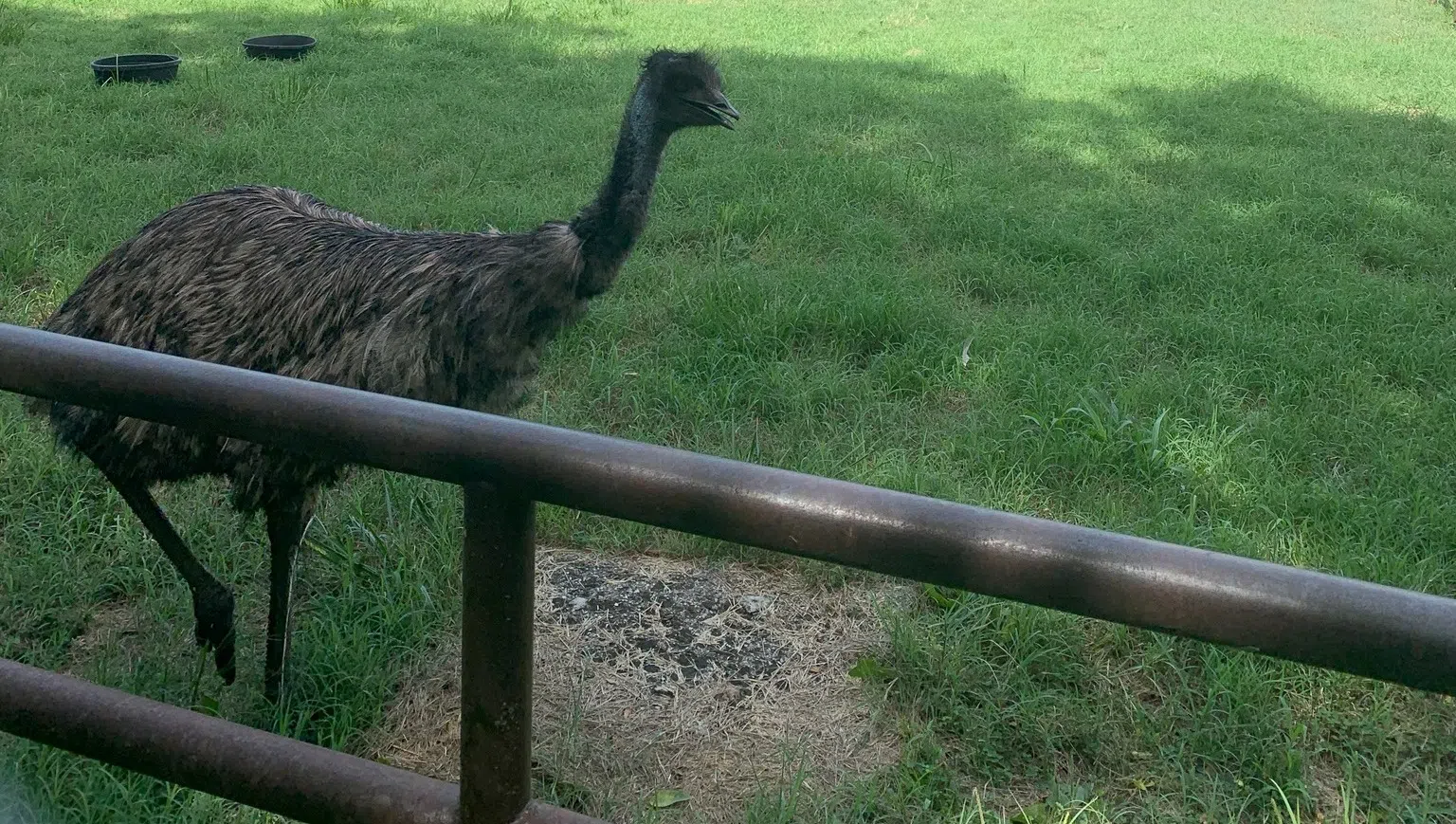 New emu flock getting acclimated at David Traylor Zoo