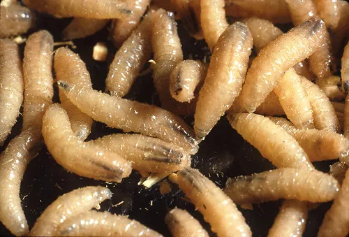 USDA announces screwworm.gov information website