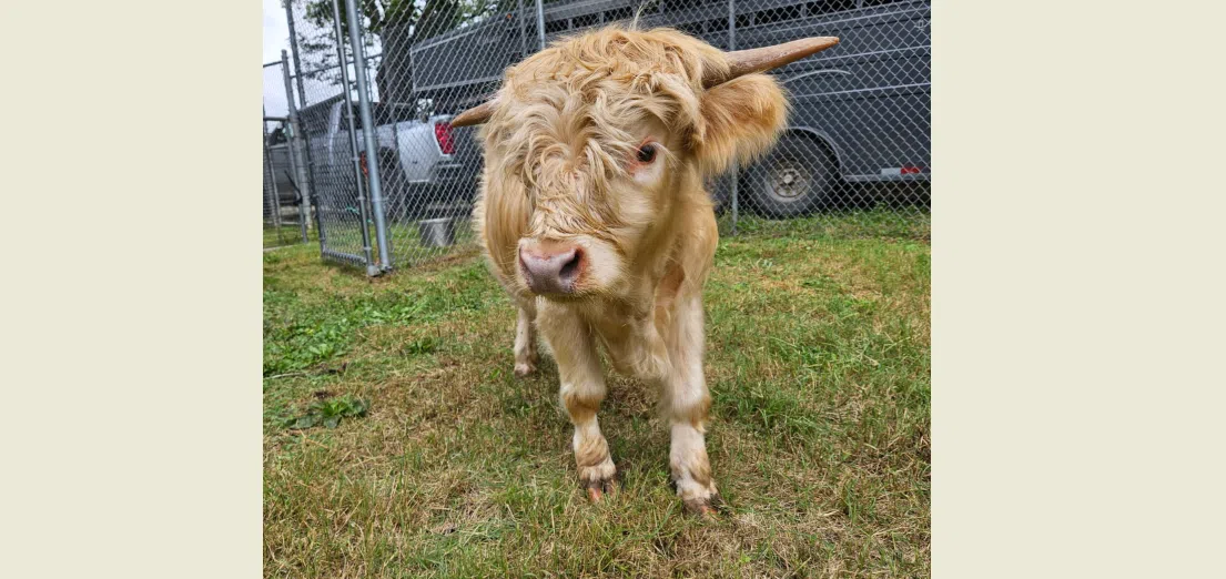 David Traylor Zoo welcomes mini-Highland cow as preparations continue for Zoo Brew, Boo in the Zoo