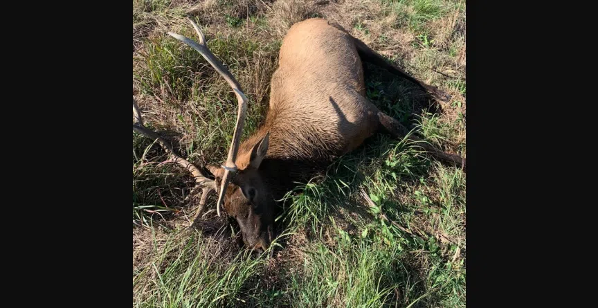 KDWP highlighting Wednesday crash near Emporia as proper way to handle salvage tags