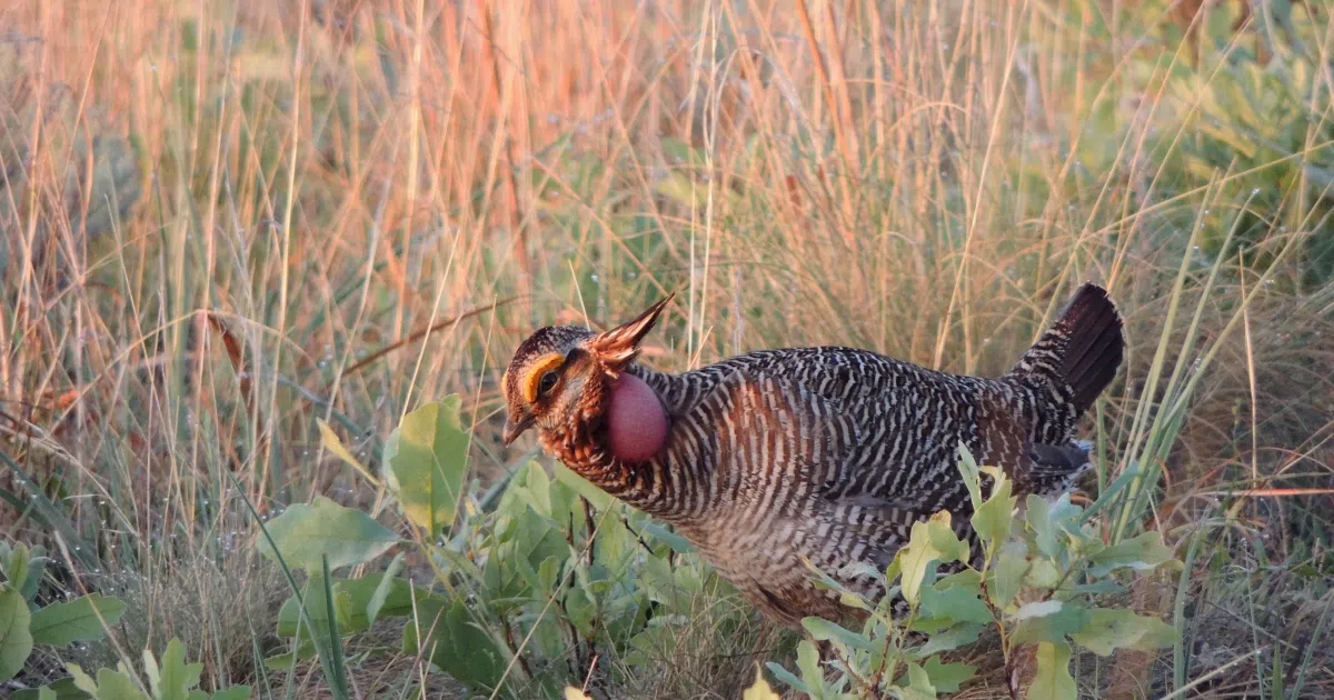 Lesser prairie chicken removed from threatened, endangered status