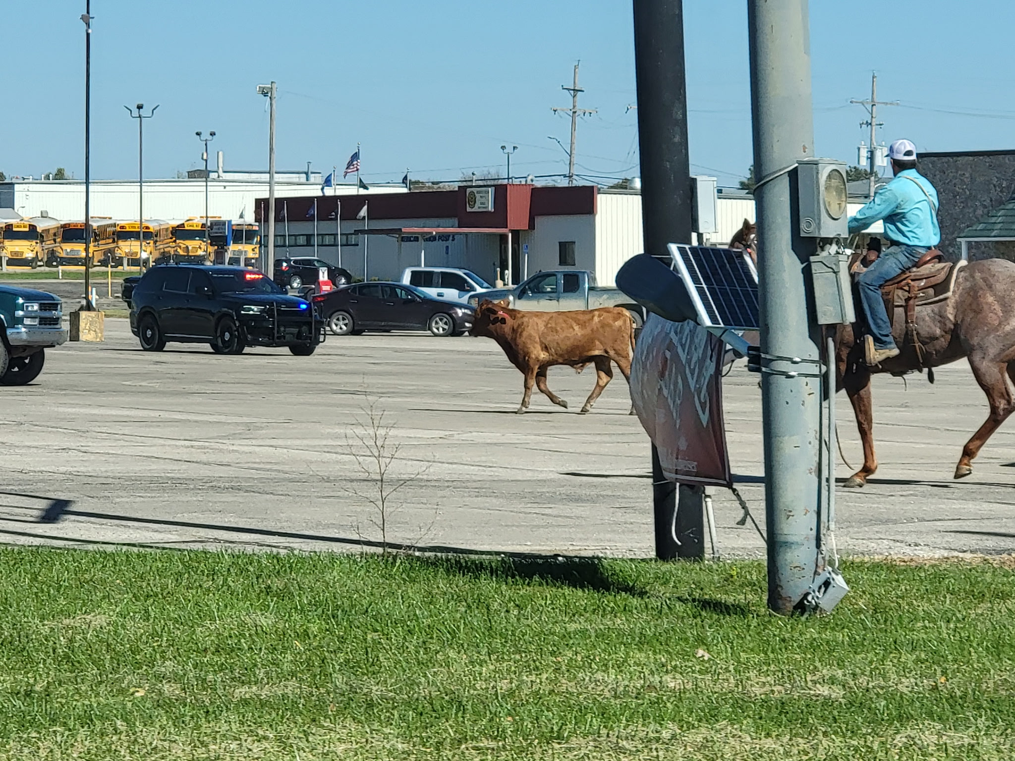 Local authorities wrangle loose cattle in West Emporia Wednesday afternoon