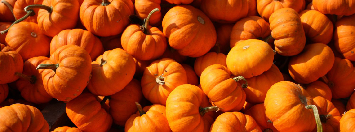 PumpkinFest-HEADER-1500x559 PumpkinFest