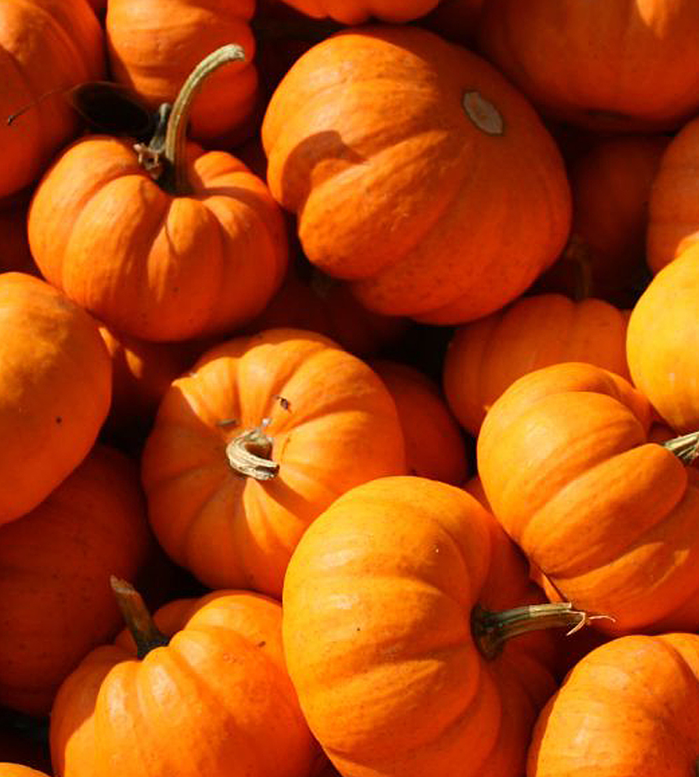 PumpkinFest-PORTRAIT-1000x1112 PumpkinFest