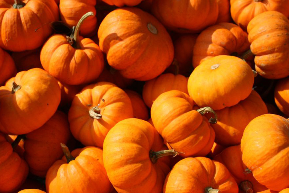 PumpkinFest-FEATURE-1000x667 Pumpkin Fest