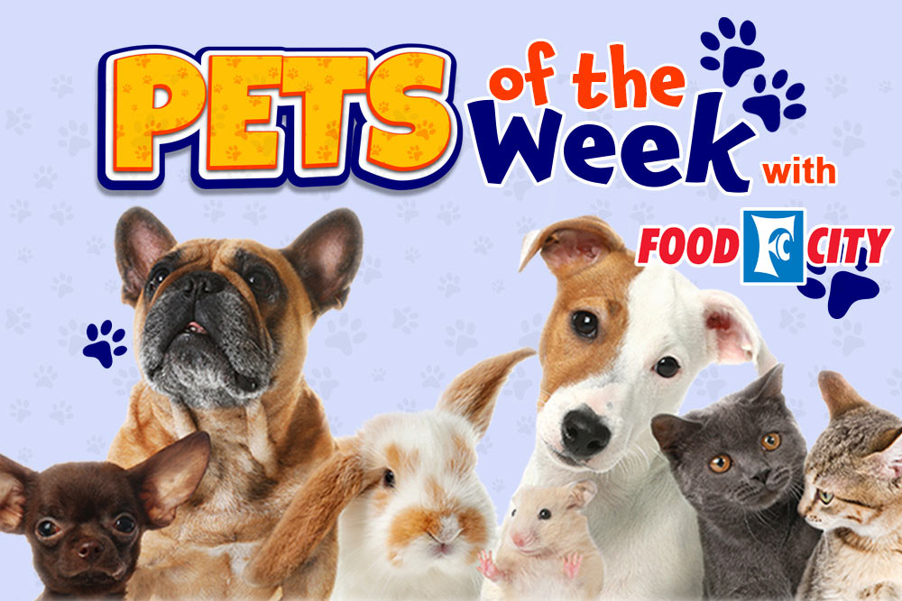 pets-of-the-week-Food-City-USEFEATURE Pet of the Week