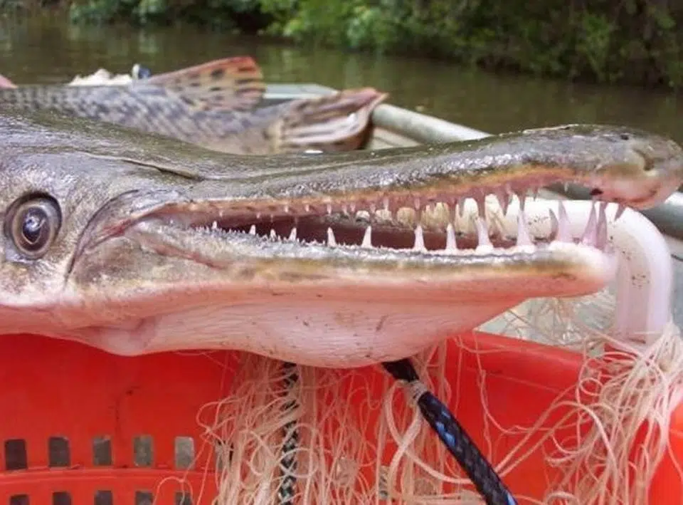 Alligator Gar to Possibly be Reintroduced to Illinois Waters