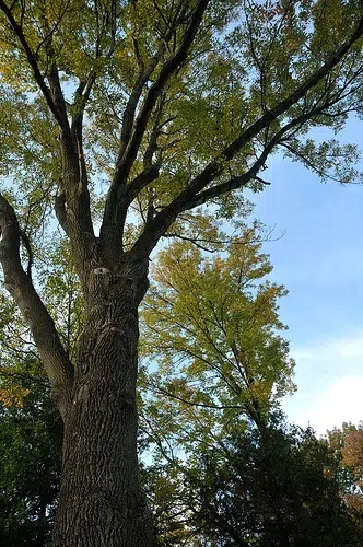 Champaign Ash Trees Infested