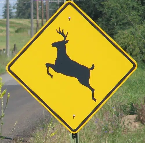 Deer-Car accidents