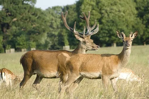 Western Illinois Leads State In Deer Harvest 