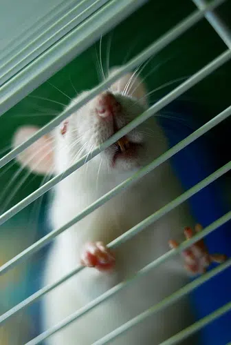 Officials Investigating Illness Linked to Rats in Illinois, Wisconsin 