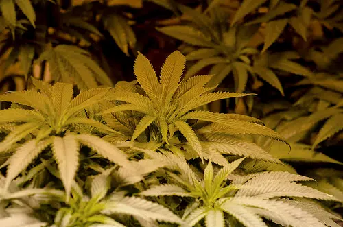 Illinois Lawmakers Hear Case For Legal Marijuana 
