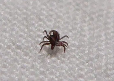 Central Illinois Could See Terrible Tick Season 