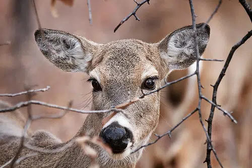 Deer Hunting Big Business In Western Illinois