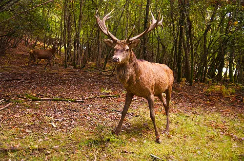 Illinois Deer Hunters Head Out Tomorrow 