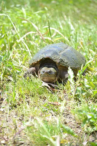Alligator Snapping Turtle Returns To Illinois 