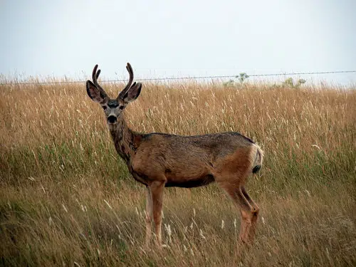Illinois Deer Hunters Bag Over 80 Thousand Deer 