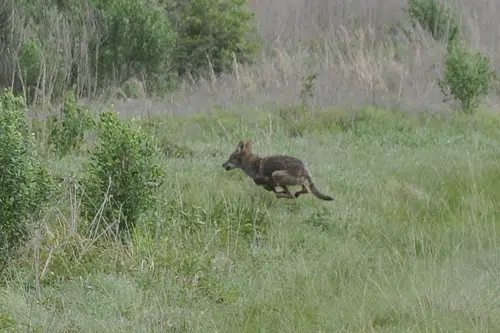 More Warnings For Pet Owners About Coyote Dangers
