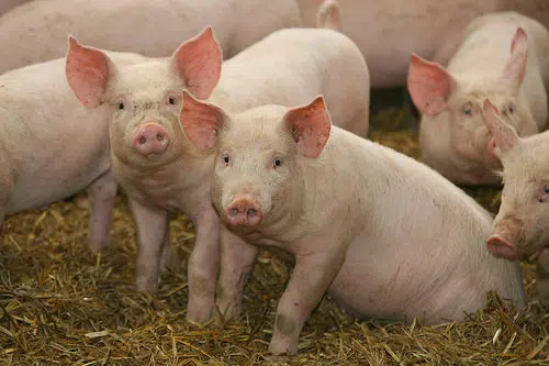 Effingham Family Must Get Rid Of Pet Pigs 