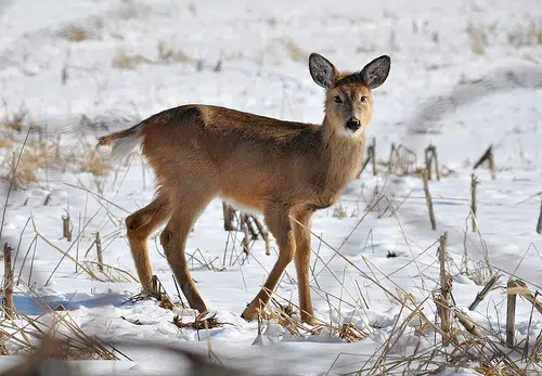 Illinois Deer Harvest Up In First Weekend Of Shotgun Season 