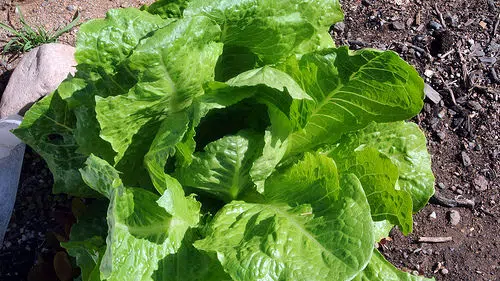 Illinois Among States With Case Of Lettuce Sickness