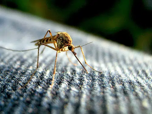 CDC Warns Of Increases In Lyme Disease, West Nile Risk