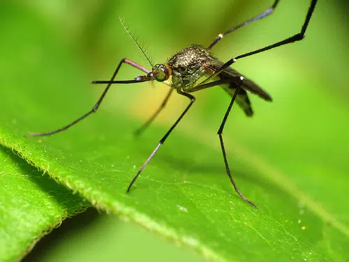 McLean County Mosquitoes Test Positive For West Nile