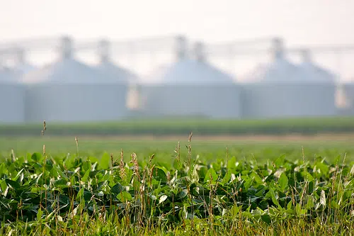 Illinois Farm Bureau Chief Wants Trade, Not Aid
