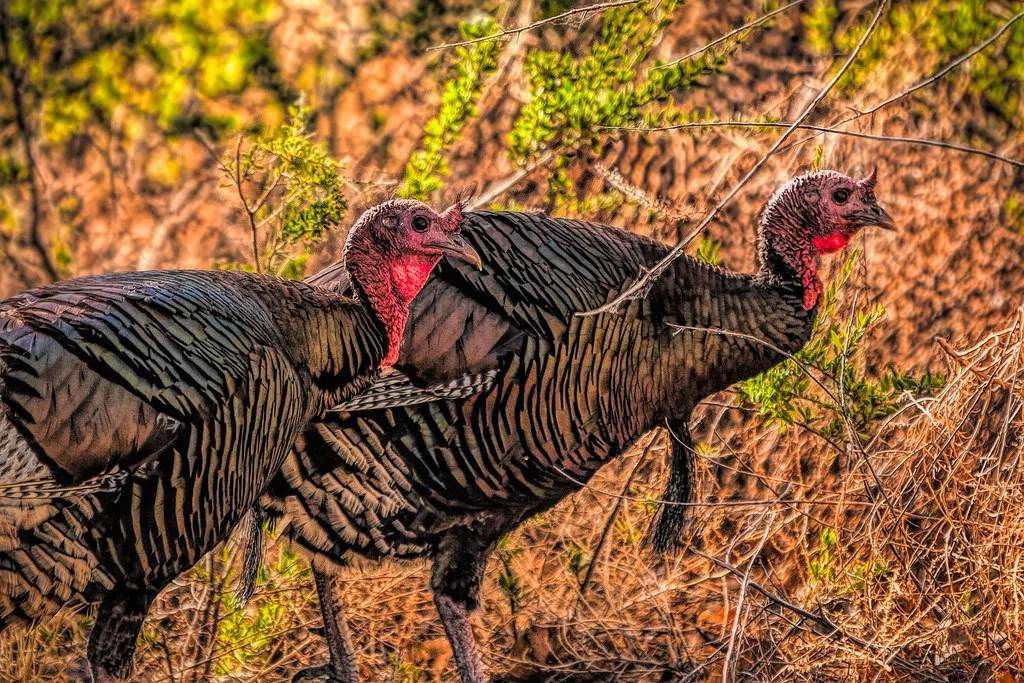 Harvest Numbers For Youth Turkey Season Announced