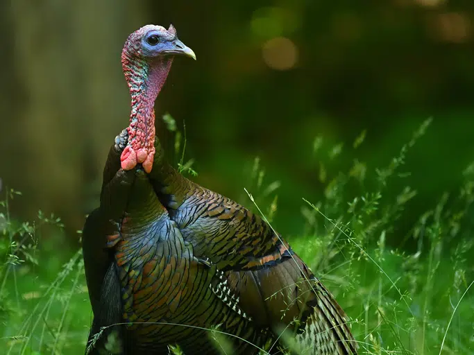 Illinois Youth Turkey Hunters Set New Harvest Record