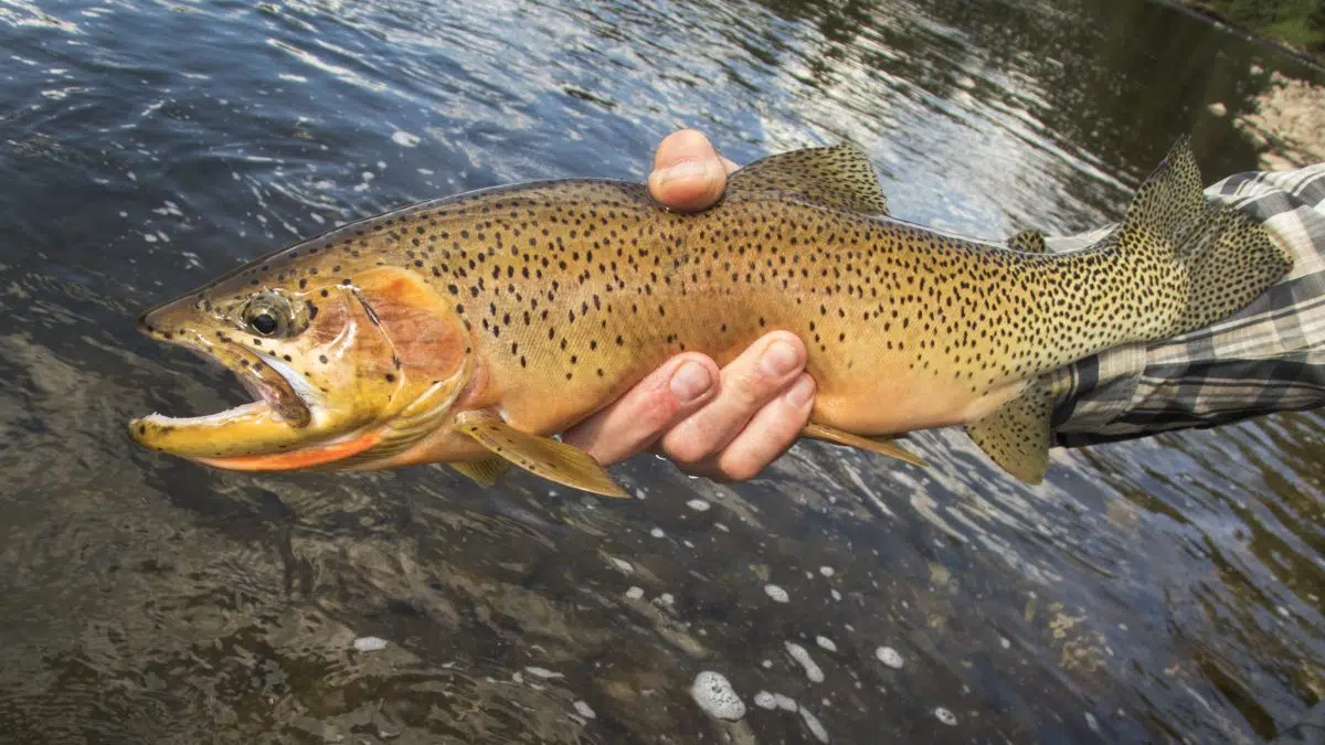 Illinois Fall Trout Season Opens Oct 21 Decatur Radio