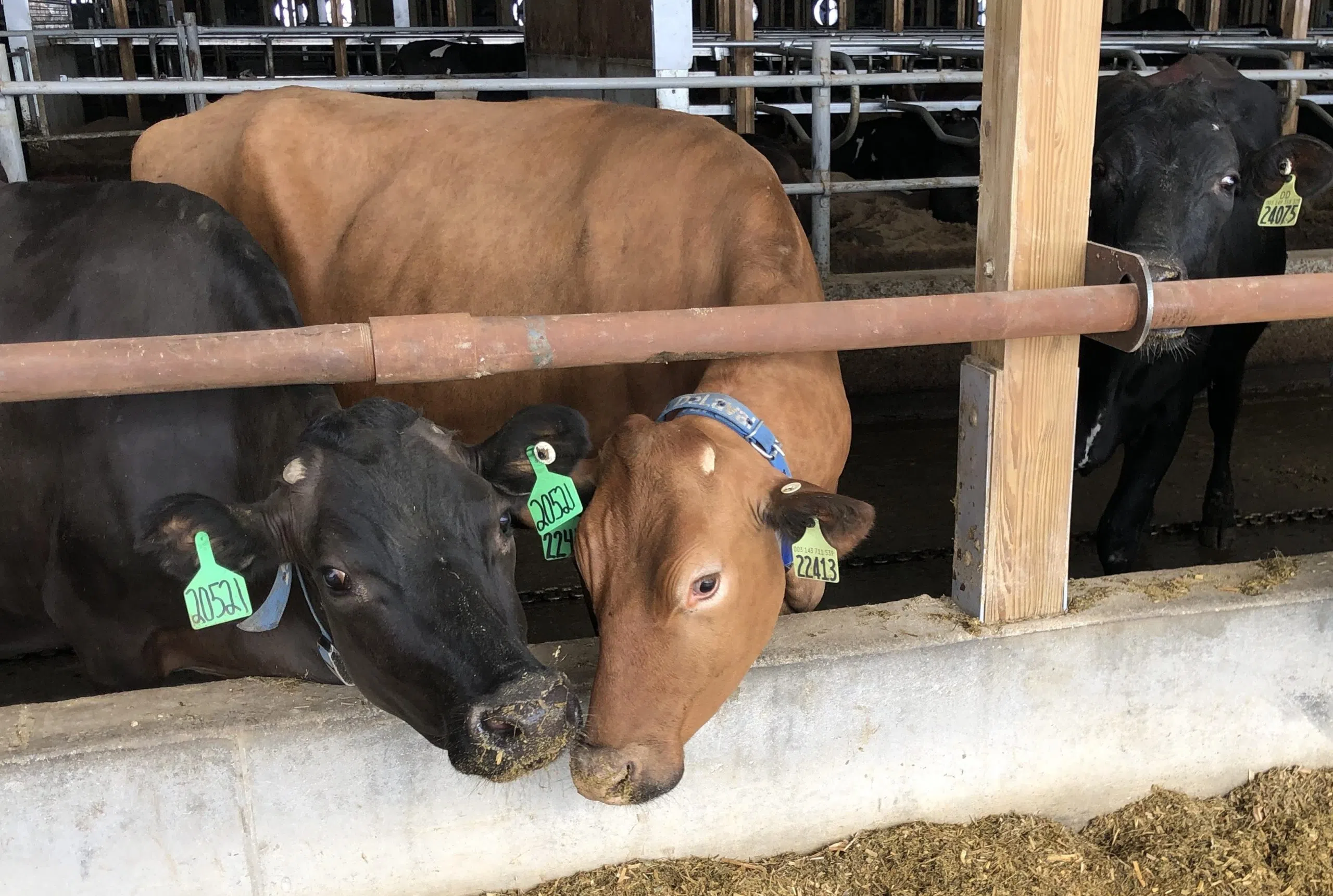 Dairy Industry struggles in South Dakota