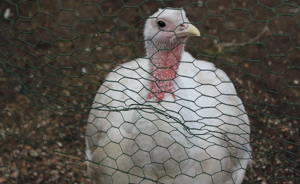 Gov. Reynolds issues disaster proclamation for Highly Pathogenic Avian