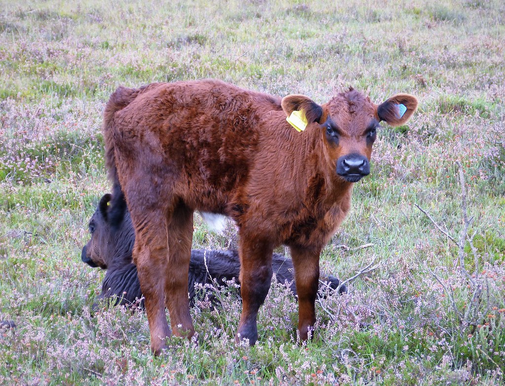 South Dakota part of pilot program for USDA calf insurance - Vimarsana News