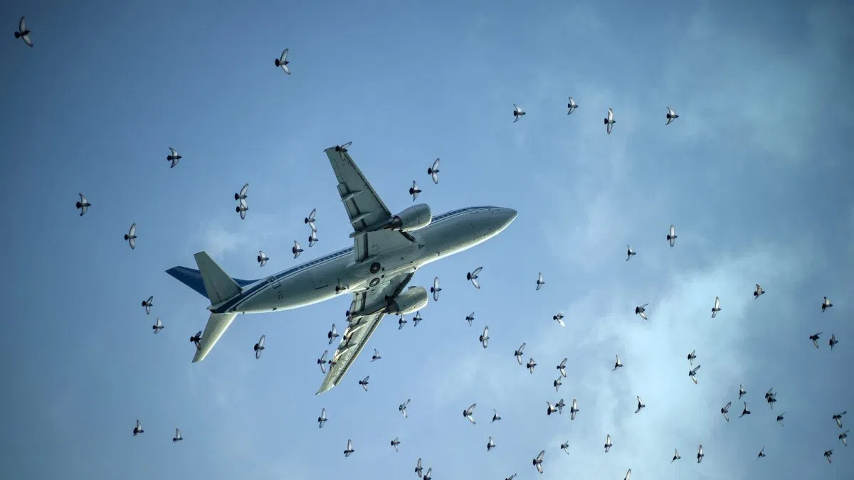 Sioux Falls animal control have a plan to scare away geese from the path of oncoming airplanes