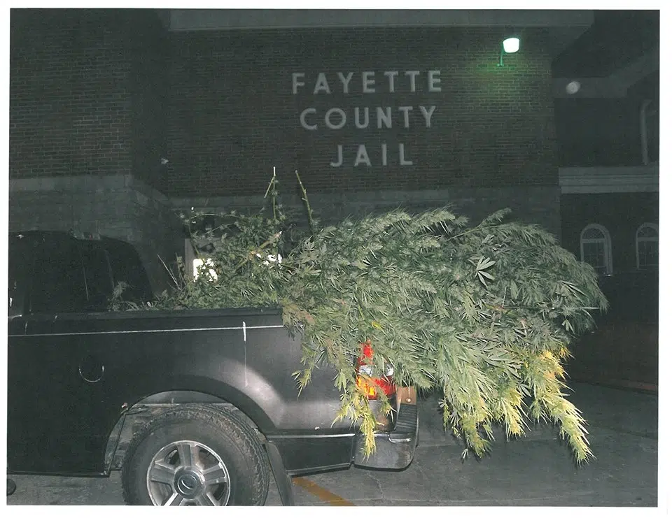 FCSO maybe helping with Lost and Found for someone's marijuana plants 