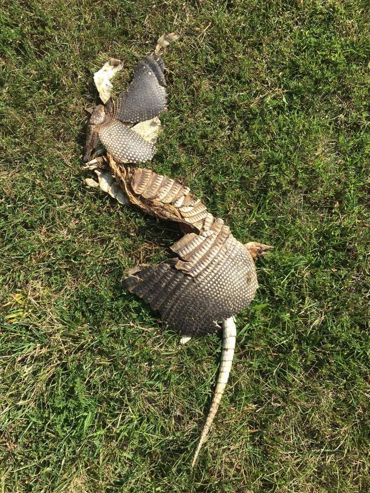 Looks like At Least One Armadillo made its way into Fayette County This Year 