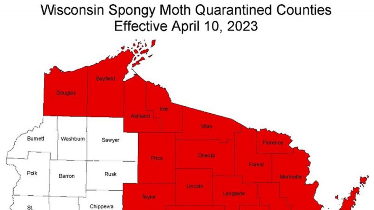 New Wisconsin Spongy Moth Website Launched - Vimarsana News