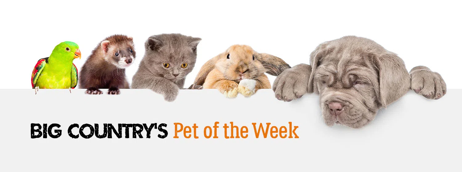 Pet of the Week Blog