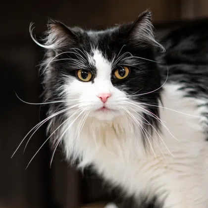 Jewel Is The Pet Of The Week