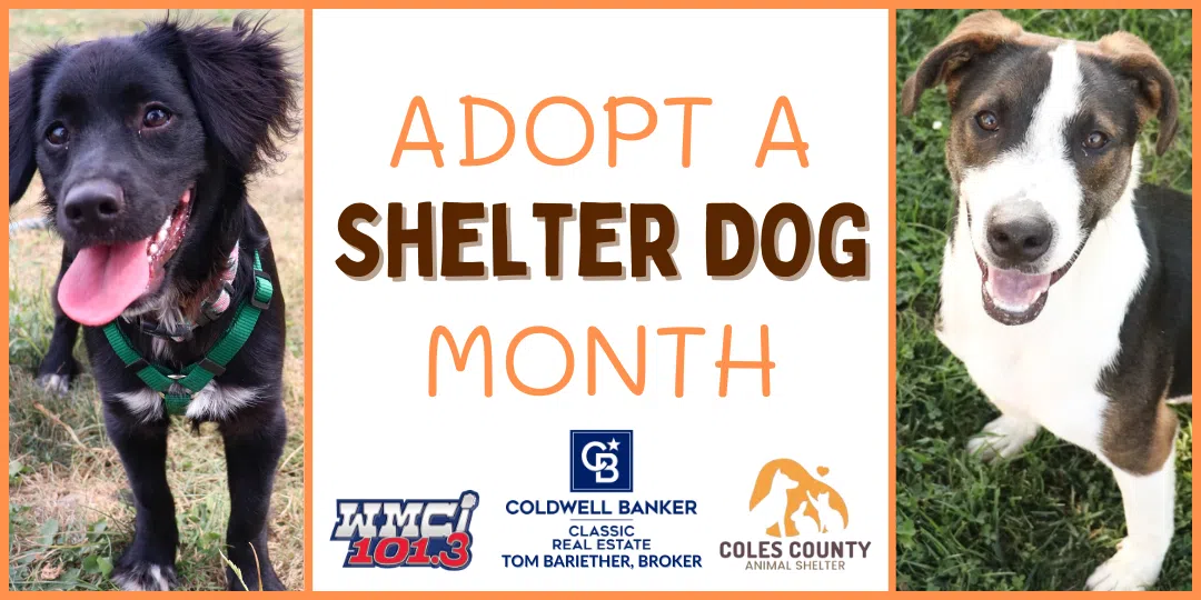 Feature: https://www.myradiolink.com/adopt-a-shelter-dog-month/