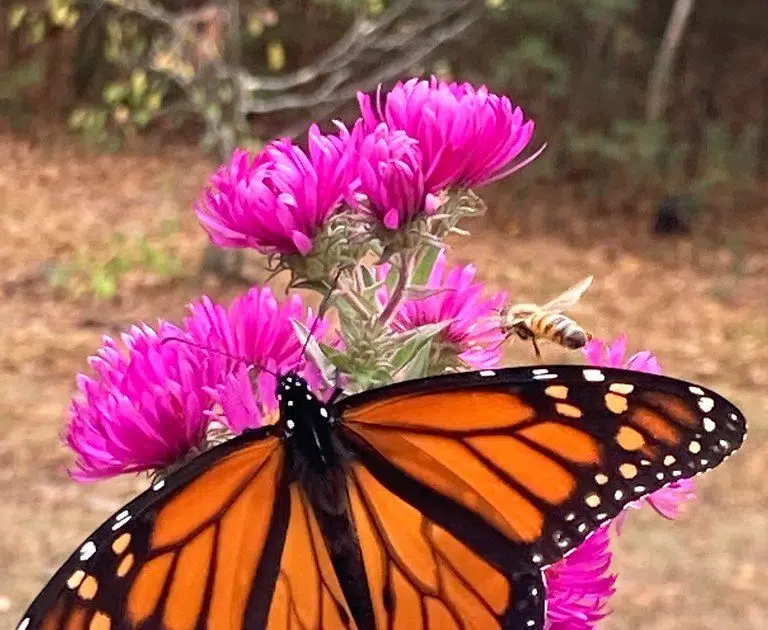 HSHS Hospice Illinois Invites Community To Memorial Butterfly Release   51125547891 481428eb0d B 768x630 