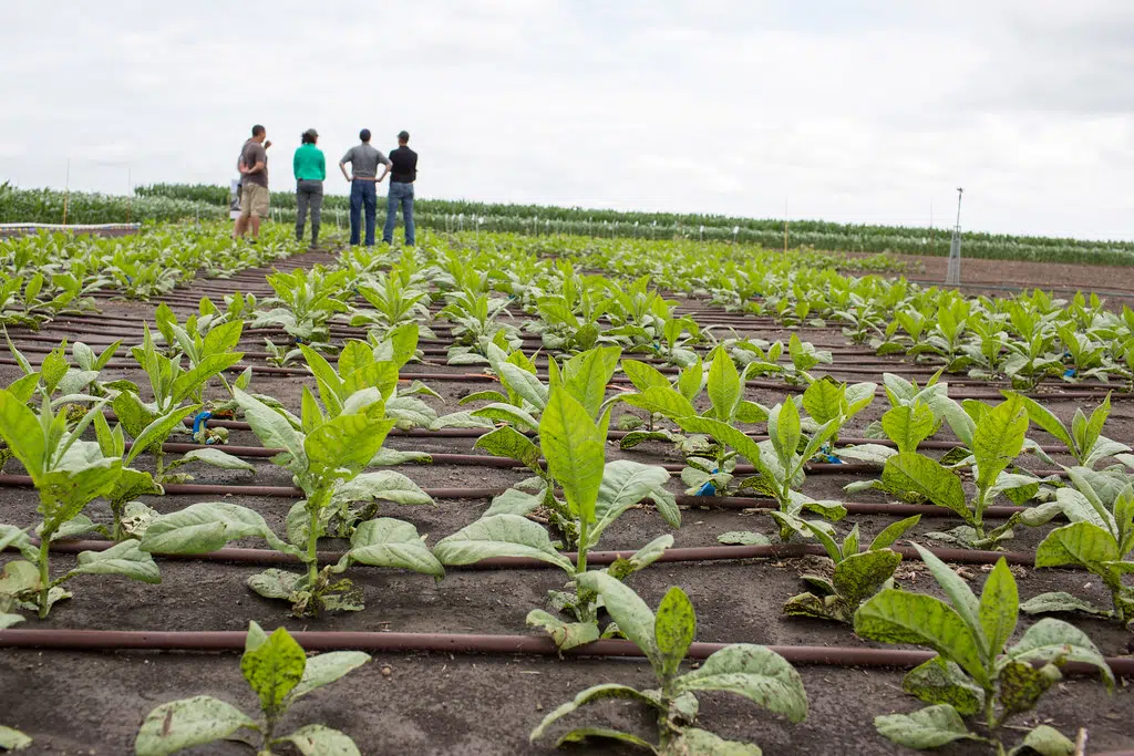 Lush How To Get Tobacco Settlement Money Scene Nature Lush How To Get Tobacco Settlement Money Scene Nature