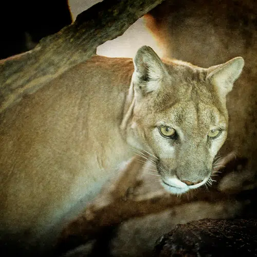 (Video) SKAT CAT! Cougar stalks him for 6 minutes.