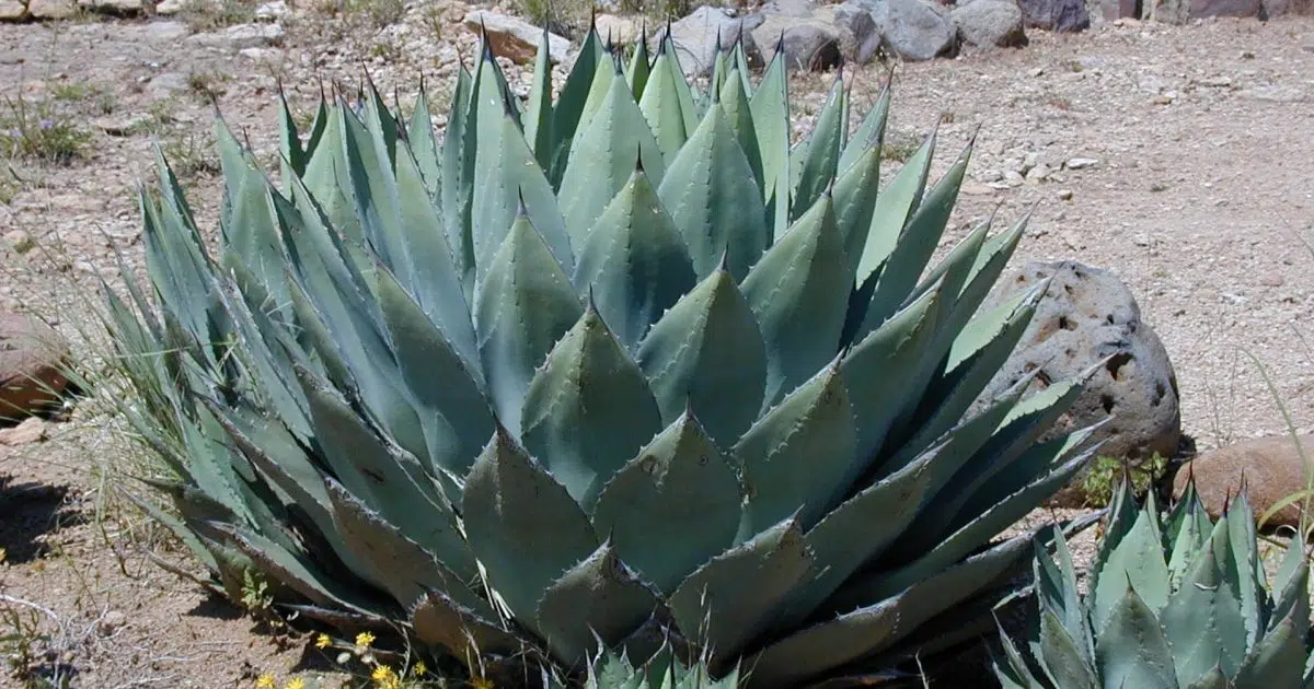 COULD THERE BE A TEQUILA SHORTAGE? Neuhoff Media Lafayette