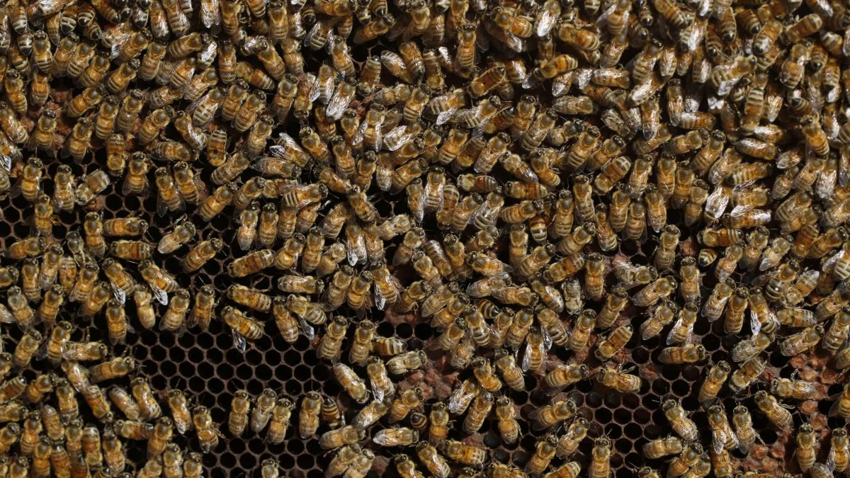 mlb-game-delayed-by-bees-neuhoff-media-lafayette