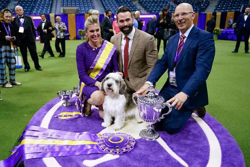 Westminster Dog Show breeds showcasing the popular contenders in a recent year